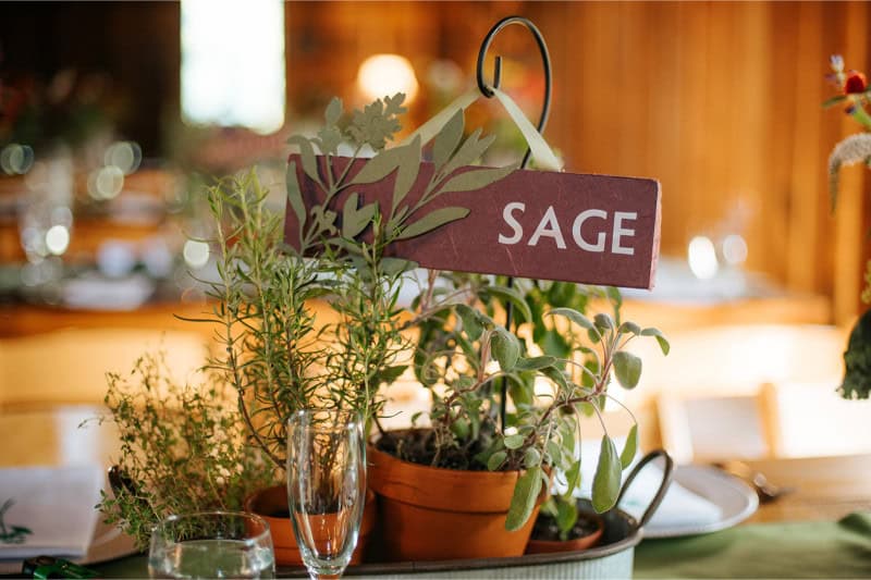 Fresh sage herb in a pot for event decoration at Odyssey Events.